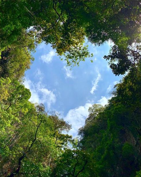 Trees with a heart shaped opening to the sky